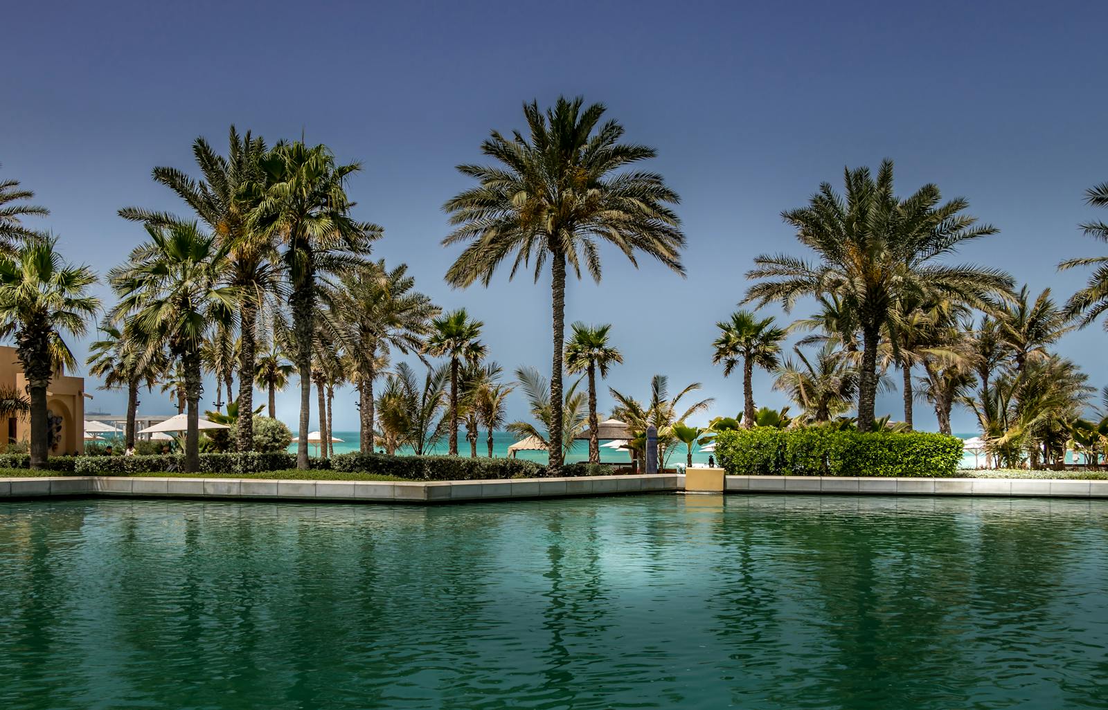 A resort-style pool framed by date palms under a blue sky