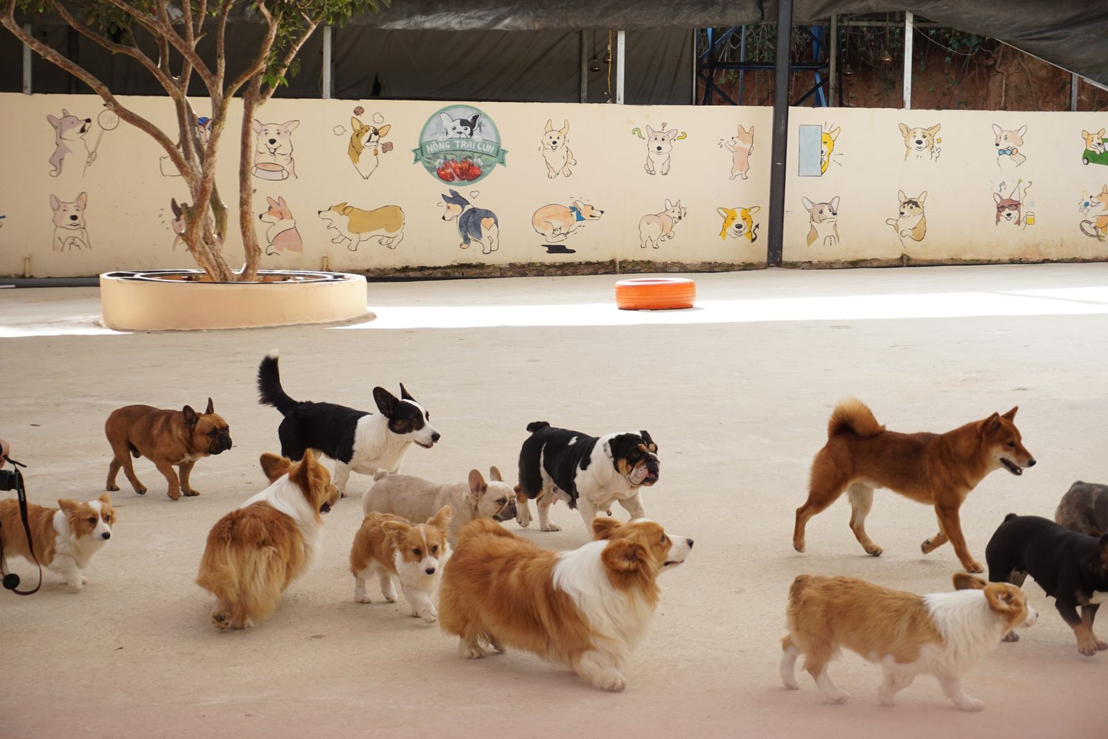 Dogs playing together in a sunny daycare play yard