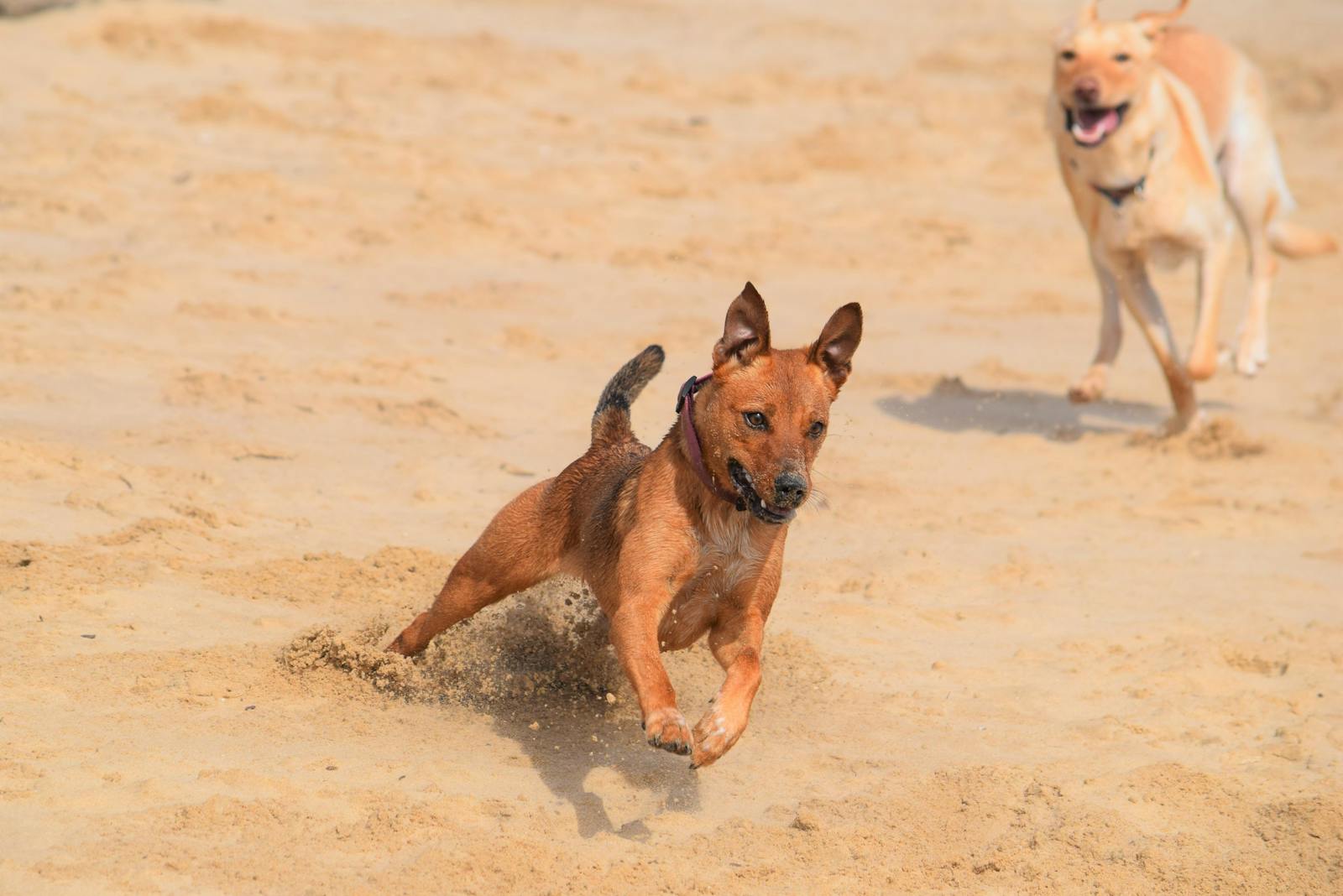 Dogs running on a sunny sandy beach