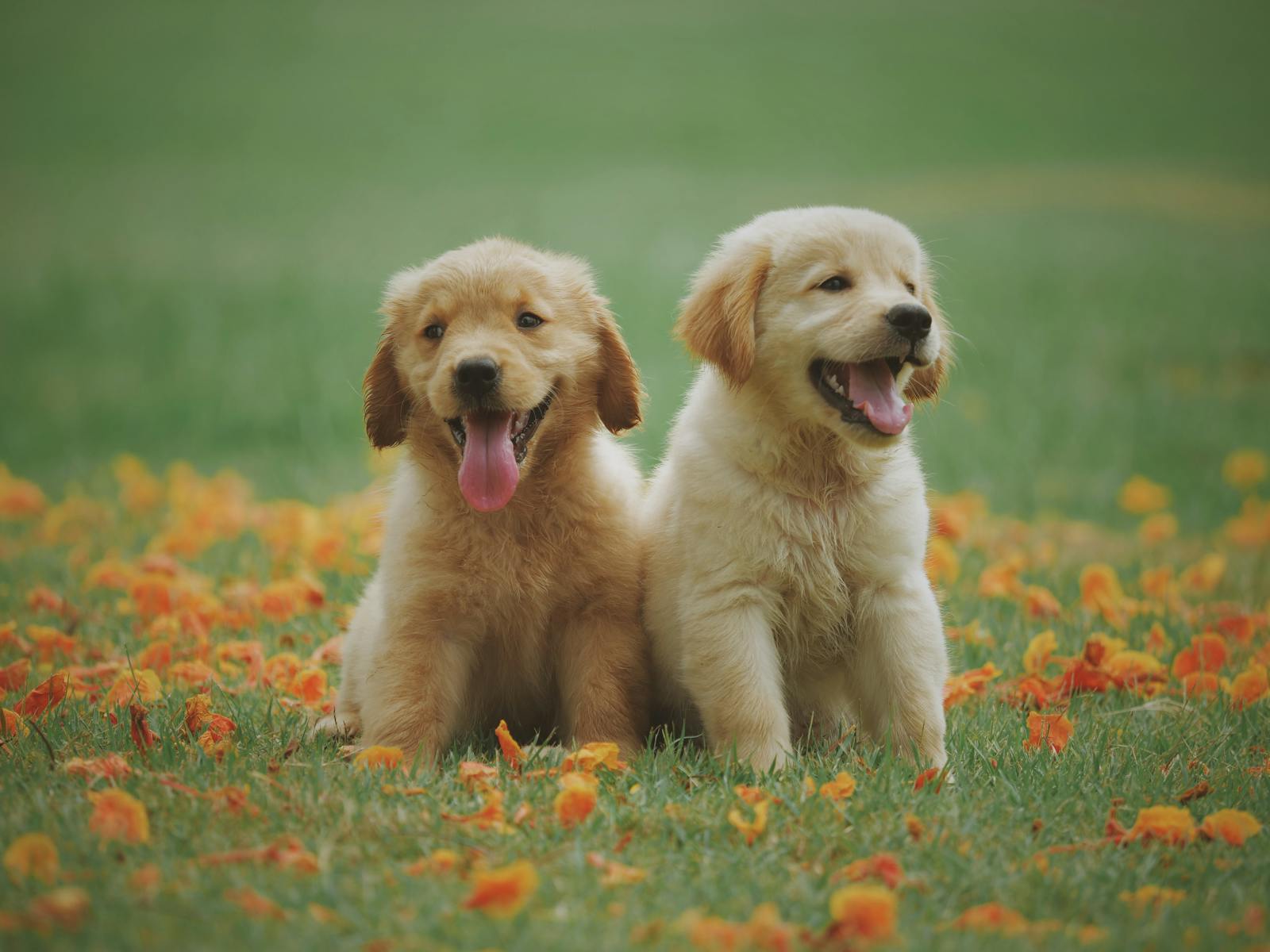 Golden retriever puppies on sunny green grass