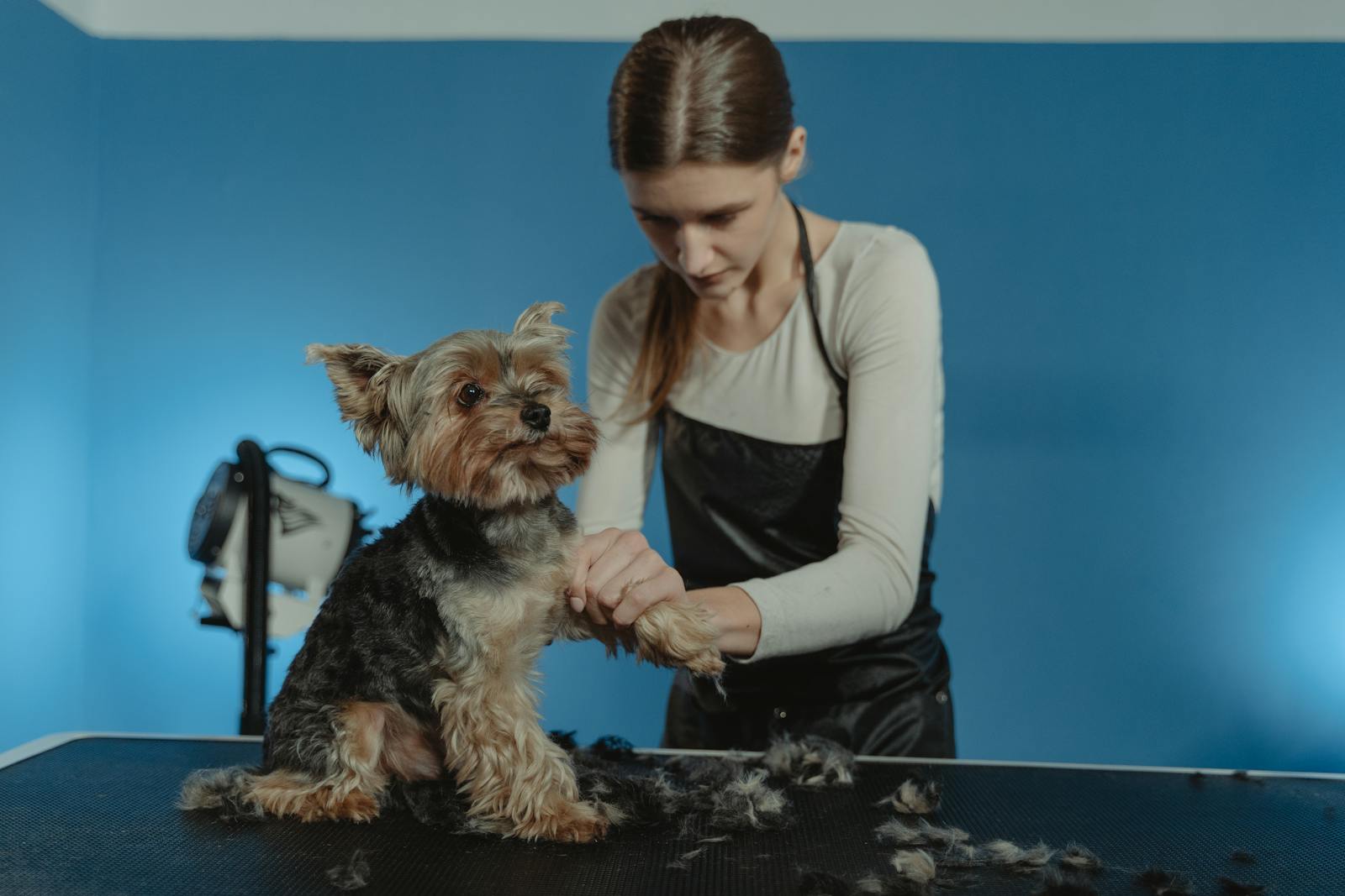 A dog being groomed at a professional grooming salon