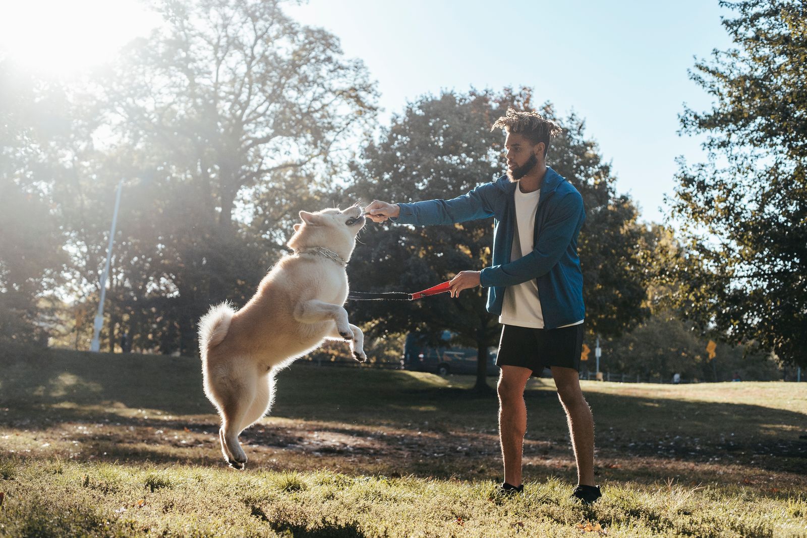 Outdoor dog obedience training on a sunny day