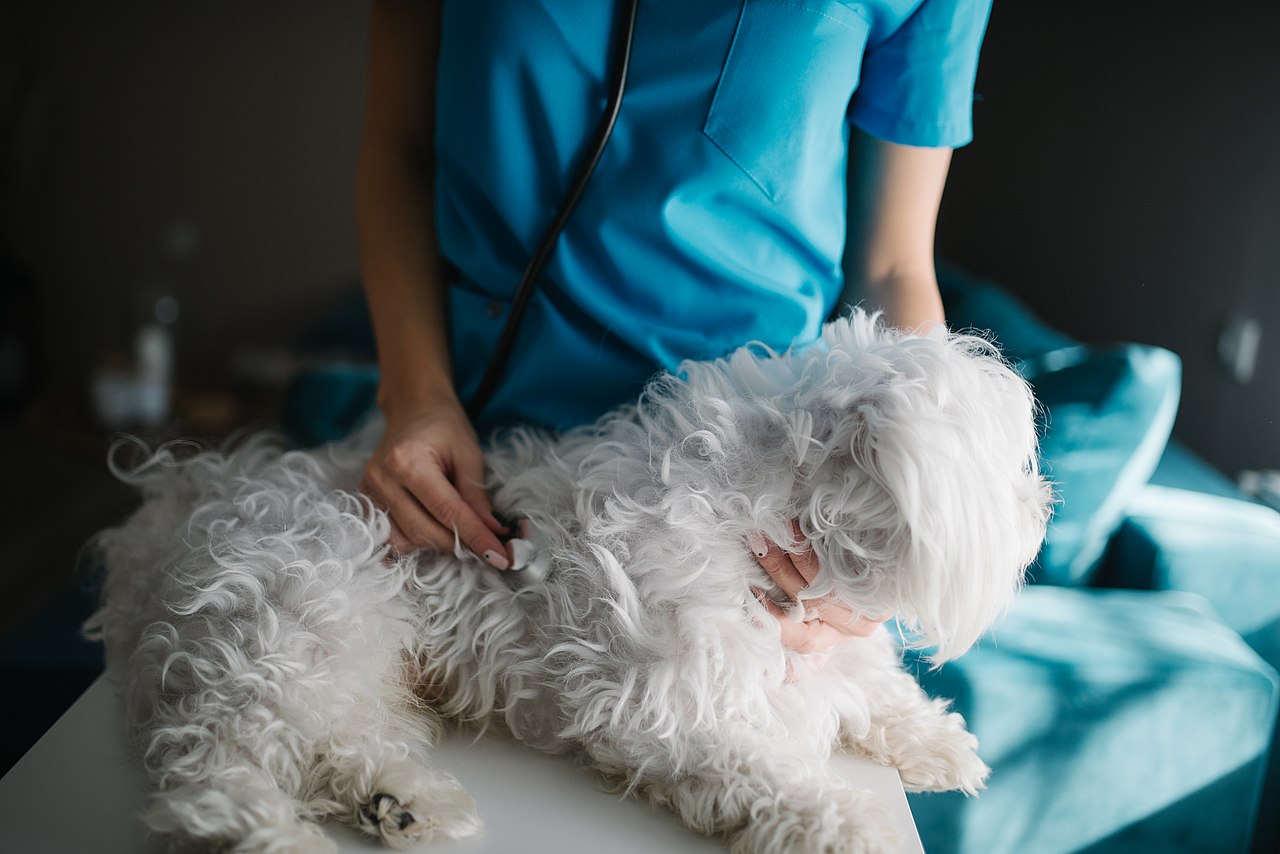 Veterinarian examining a dog